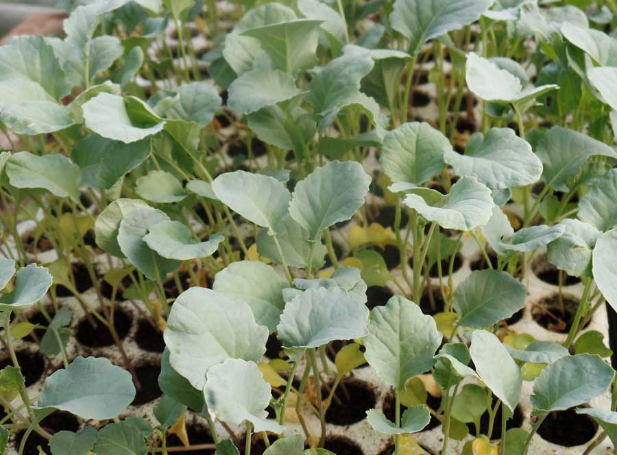 I trapianti di fine estate: i cavoli - Pulmino Contadino