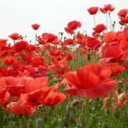 1 maggio pulmino contadino piombino grosseto