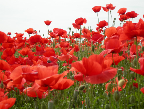 1 maggio pulmino contadino piombino grosseto