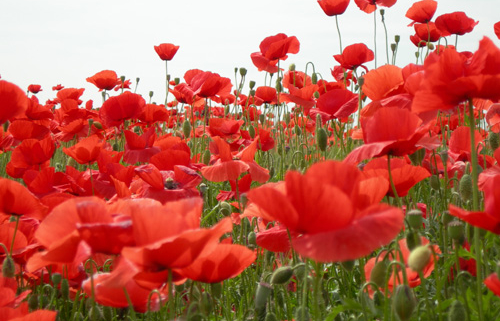1 maggio pulmino contadino piombino grosseto