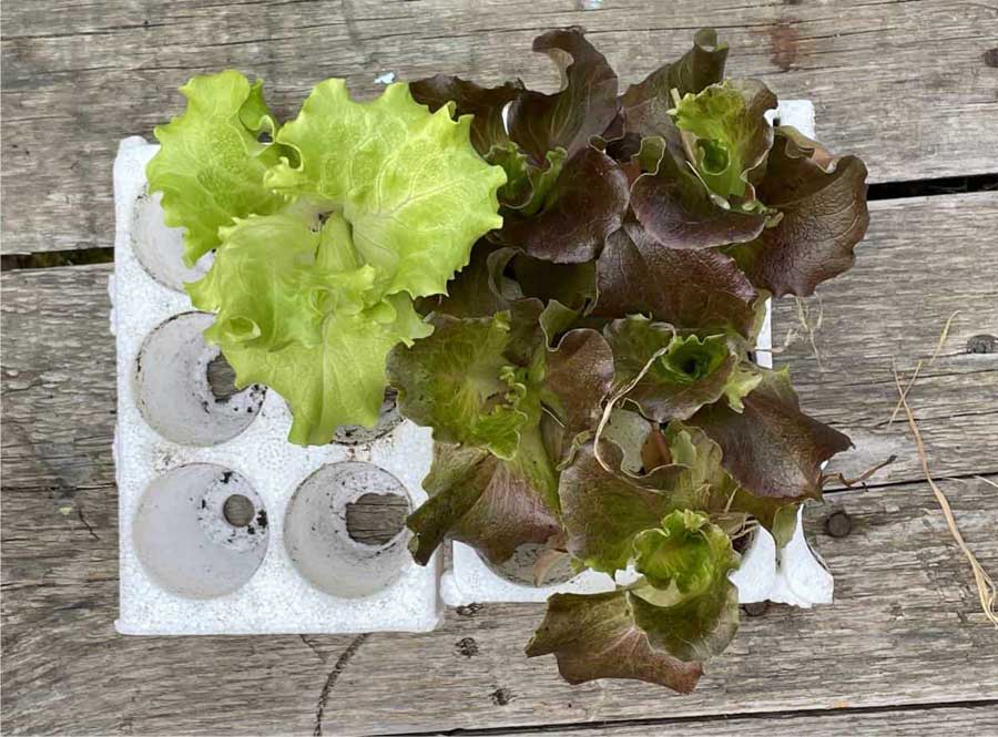 I trapianti di primavera: le insalate - Pulmino Contadino