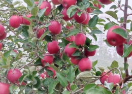 Michele Brunelli produttore di mele per Pulmino Contadino