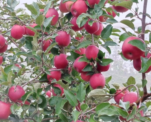 Michele Brunelli produttore di mele per Pulmino Contadino