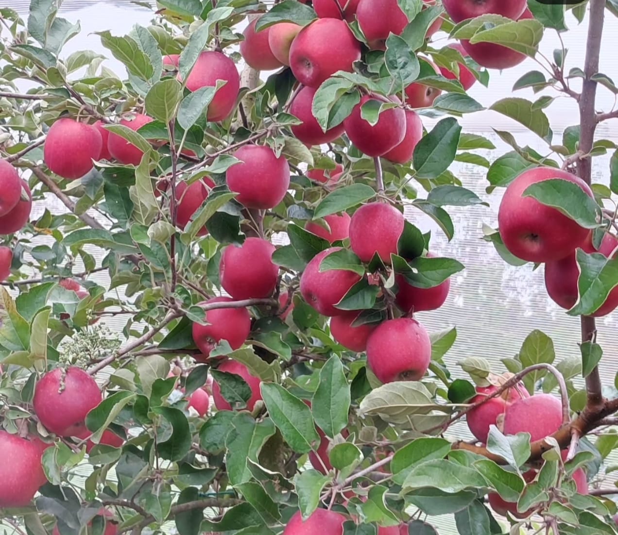 Michele Brunelli produttore di mele per Pulmino Contadino