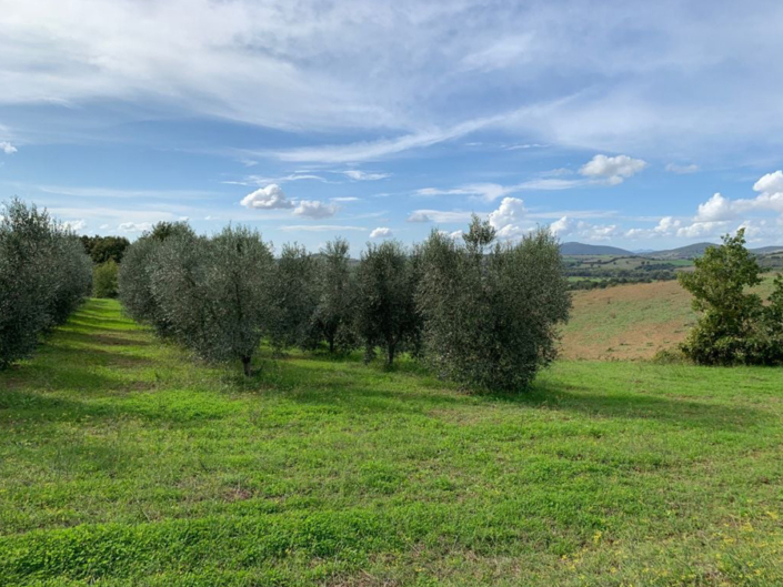 Le Solaie Compagnatico - Pulmino Contadino