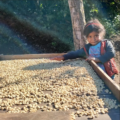 Caffè Effe Tatawelo, Guatemala - commercio equo e solidale - Pulmino Contadino