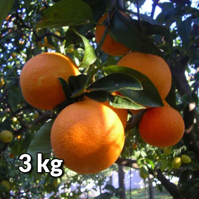 Arance fresche bio Azienda agricola Borsellino - arance di Ribera - Pulmino Contadino