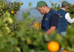 Azienda agricola Borsellino - arance di Ribera - Pulmino Contadino