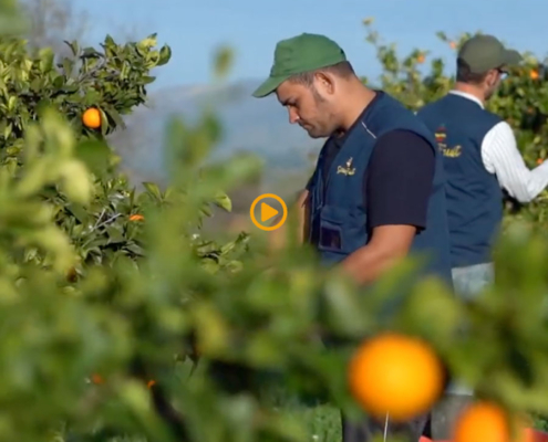 Azienda agricola Borsellino - arance di Ribera - Pulmino Contadino