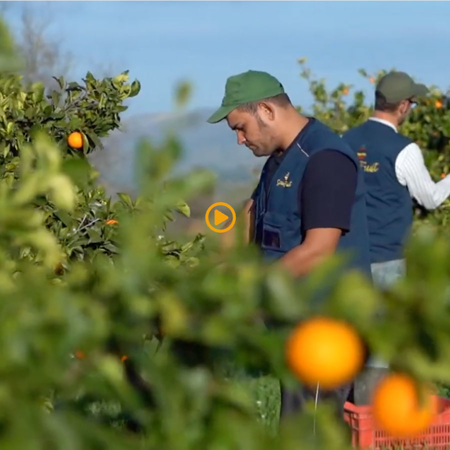 Azienda agricola Borsellino - arance di Ribera - Pulmino Contadino