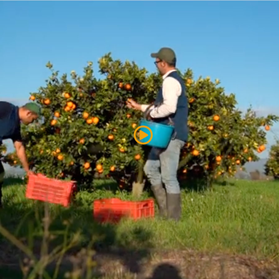 Azienda agricola Borsellino - arance di Ribera - Pulmino Contadino