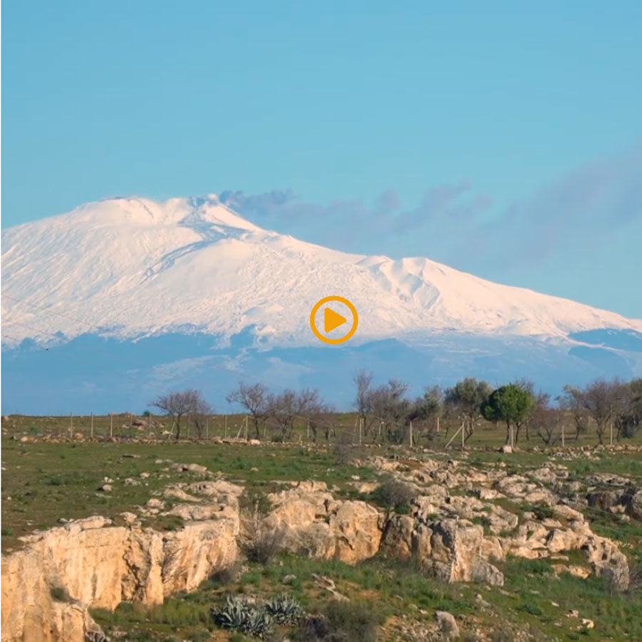 Azienda agricola Borsellino - arance di Ribera - Pulmino Contadino