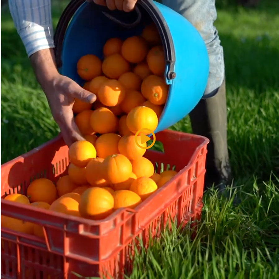 Azienda agricola Borsellino - arance di Ribera - Pulmino Contadino