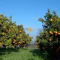 Azienda agricola Borsellino - arance di Ribera - Pulmino Contadino