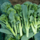 Broccoletti - Pulmino Contadino