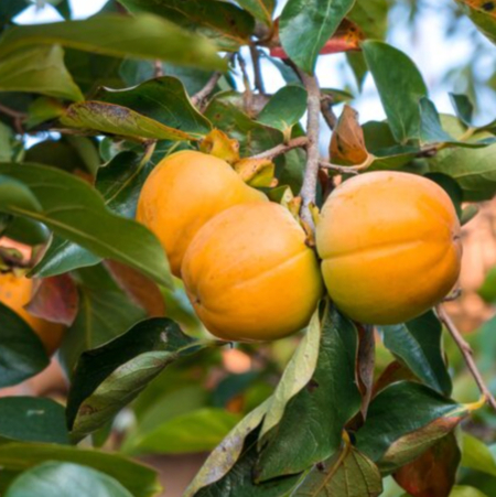 Cachi o pomi o loti da agricoltura senza pesticidi - Pulmino Contadino