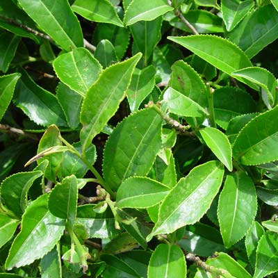 Tè verde in foglie 50gr - Pulmino Contadino
