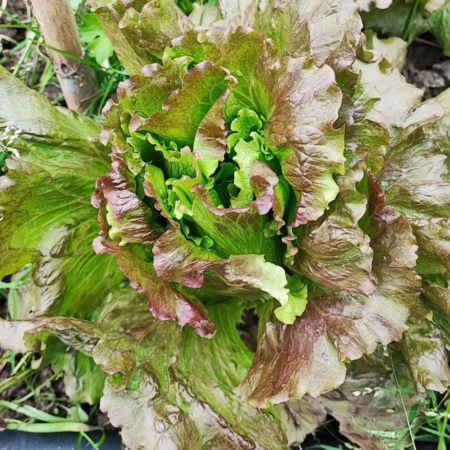 Lattuga Canasta da agricoltura senza pesticidi - Pulmino Contadino