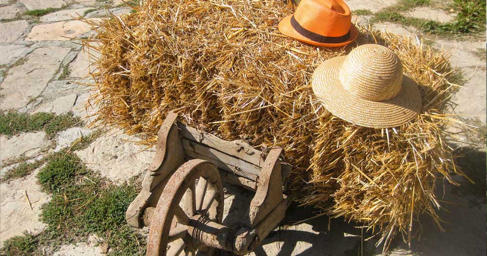 Biolanga: cooperativa di agricoltori, nell'Alta Langa Piemontese. Semina, coltiva e trasforma - Pulmino Contadino