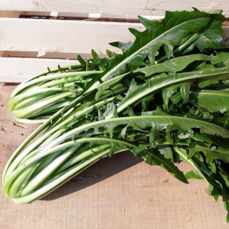 Cicoria catalogna - Pulmino Contadino