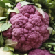 Cavolfiore viola - Pulmino Contadino