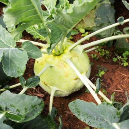 Cavolo rapa bianco da agricoltura senza pesticidi - Pulmino Contadino