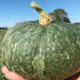 Zucca delica intera - Pulmino Contadino