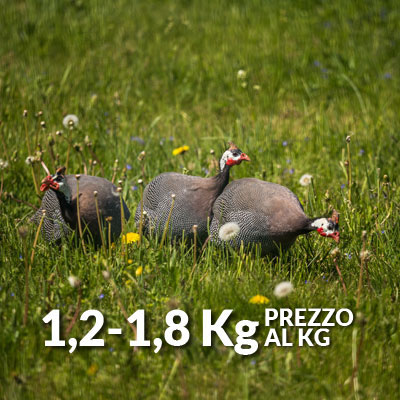 Faraona - carne prodotta senza uso di pesticidi da allevamento allo stato brado - Le Solaie - Pulmino Contadino