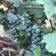 uva fragola bianca