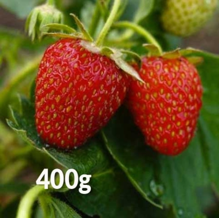 Fragole 400g da agricoltura senza chimica di sintesi e senza sfruttamento del lavoro - Pulmino Contadino