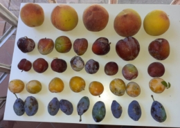 Società Agricola San Giacomo - Gavorrano (GR) - frutta antica - Pulmino Contadino