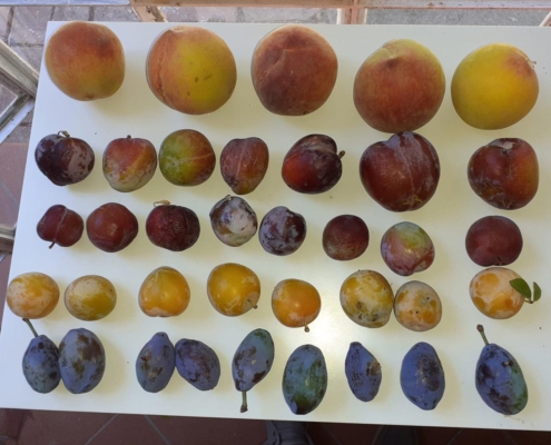 Società Agricola San Giacomo - Gavorrano (GR) - frutta antica - Pulmino Contadino