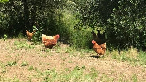 Galline di Giulio al pascolo