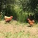 Galline di Giulio al pascolo