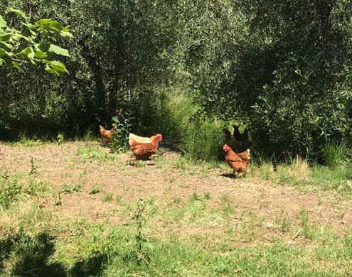 Galline al pascolo nelle terre di Giulio - Az. agr. Gozzuto Gavorrano - pulmino contadino