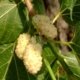 gelso bianco di Montieri