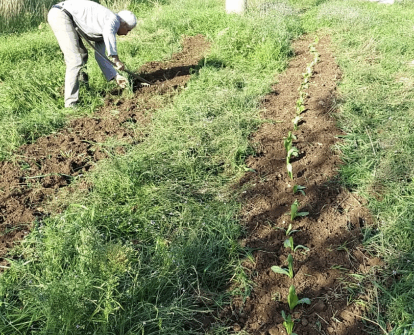 Un orto sociale a Valpiana - Pulmino contadino