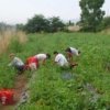 La Ginestra az. agricola Grosseto