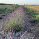 lavanda