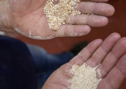 Le Pietre produce farine, pasta, pane da grani antichi - Pulmino Contadino