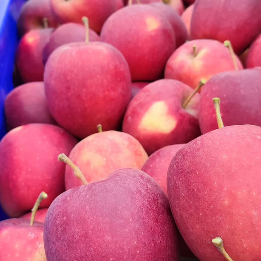 Michele Brunelli di Argelato (Bologna) produttore di mele per Pulmino Contadino