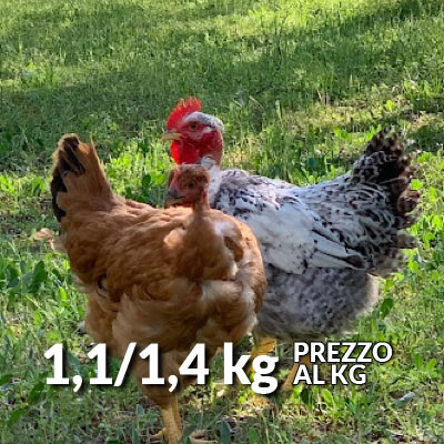 Pollo allevato a terra a pascolo libero - Le Solaie Campagnatico (GR) - Pulmino contadino