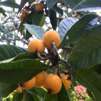 Nespole naturali - pulmino contadino