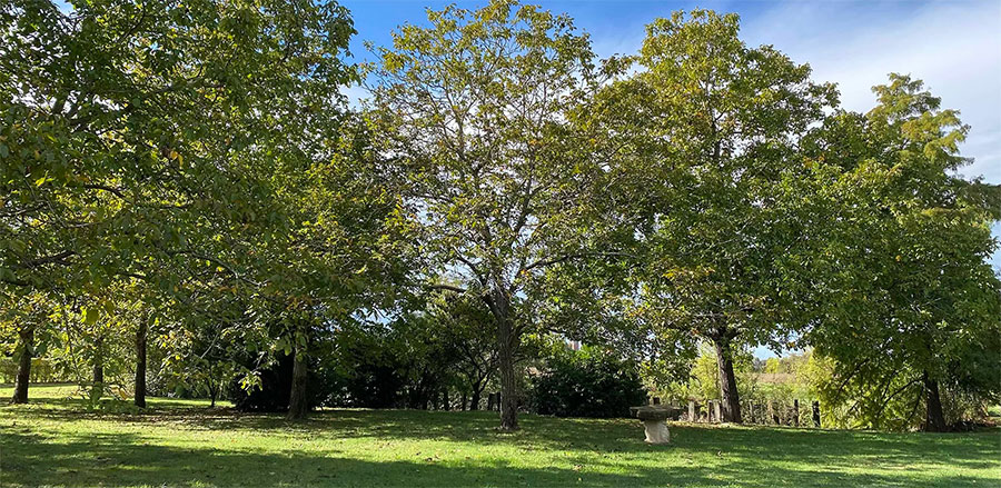 Tenuta del Noce San Giovanni in Persiceto (BO) - Pulmino Contadino