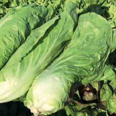 Radicchio Pan di zucchero locale dal produttore - Pulmino Contadino