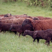 Azienda agricola Vergari - formaggi di pecora - Pulmino Contadino