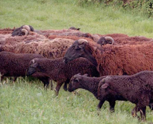 Azienda agricola Vergari - formaggi di pecora - Pulmino Contadino