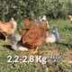Pollo - carne prodotta senza uso di pesticidi da allevamento allo stato brado - Le Solaie - Pulmino Contadino