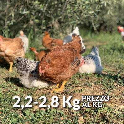 Pollo - carne prodotta senza uso di pesticidi da allevamento allo stato brado - Le Solaie - Pulmino Contadino