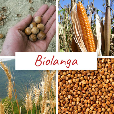 Biolanga: cooperativa di agricoltori, nell'Alta Langa Piemontese. Semina, coltiva e trasforma - Pulmino Contadino